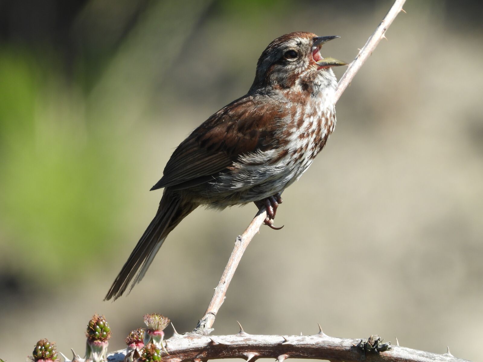 Nikon Coolpix P1000 sample photo. Song sparrow, bird, nature photography