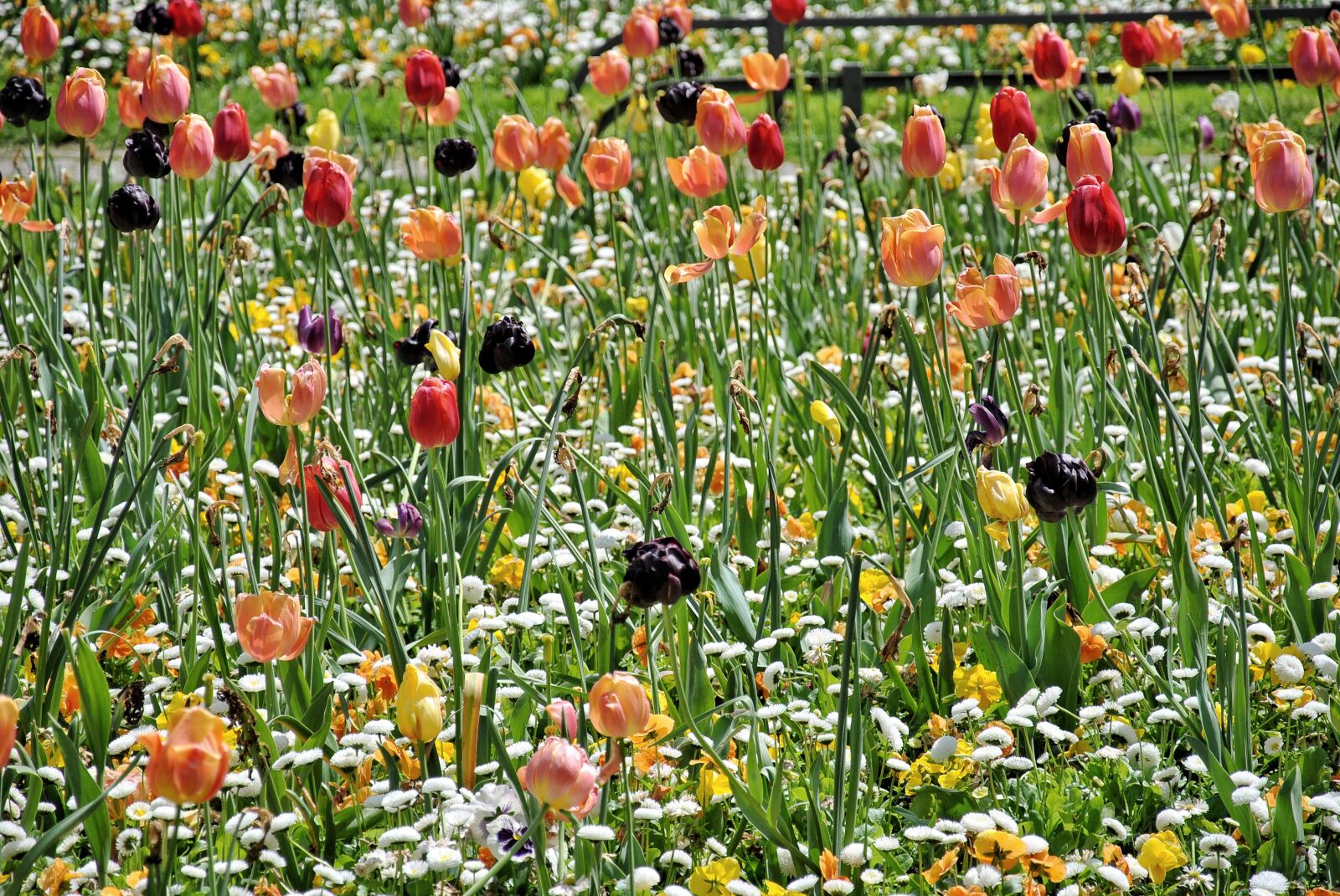 Nikon D3000 sample photo. Tulips, spring, garden photography