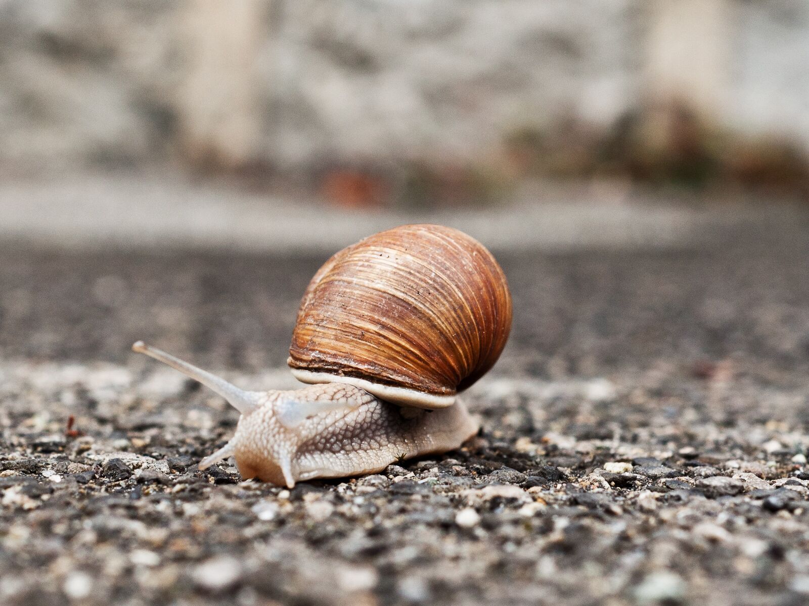 Nikon D90 sample photo. Snail, slowly, bauchfuesser photography
