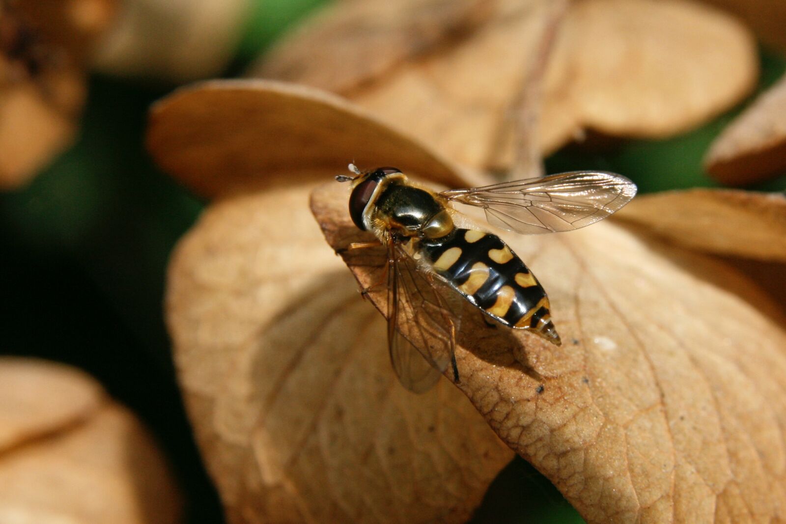 Canon EOS 400D (EOS Digital Rebel XTi / EOS Kiss Digital X) sample photo. Hoverfly, wing, insect photography