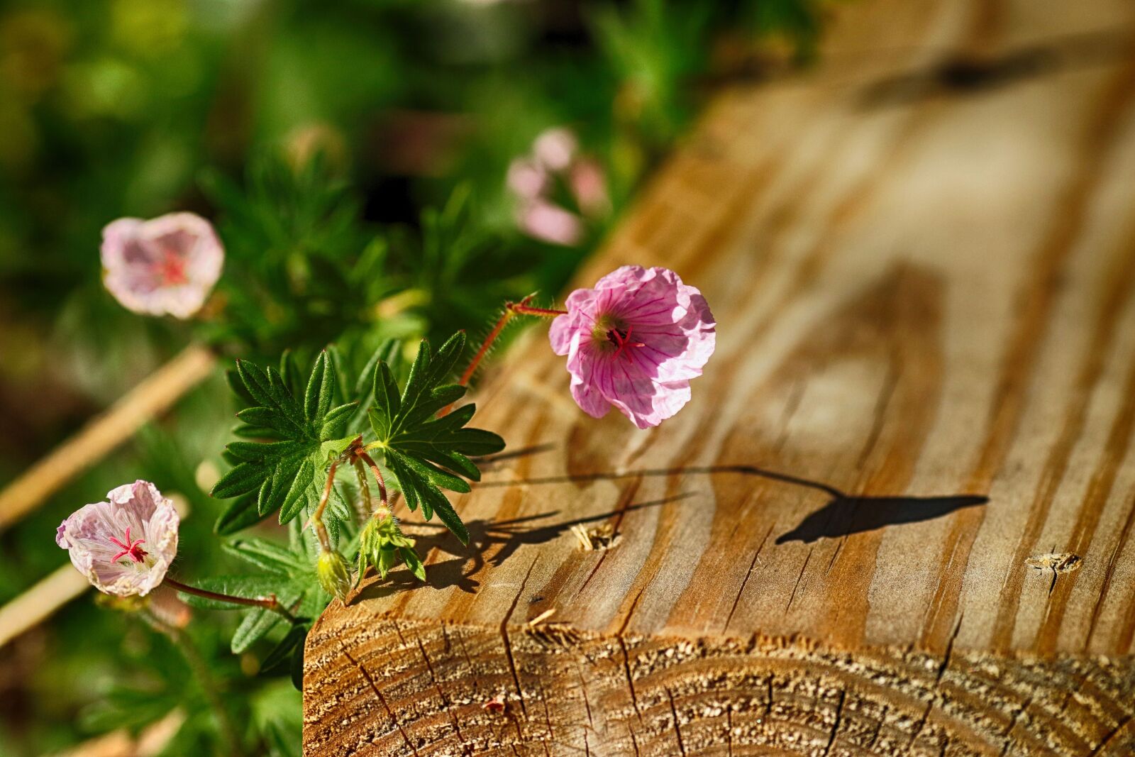 Canon EOS 7D Mark II + Canon EF 135mm F2L USM sample photo. Flower, nature, summer photography
