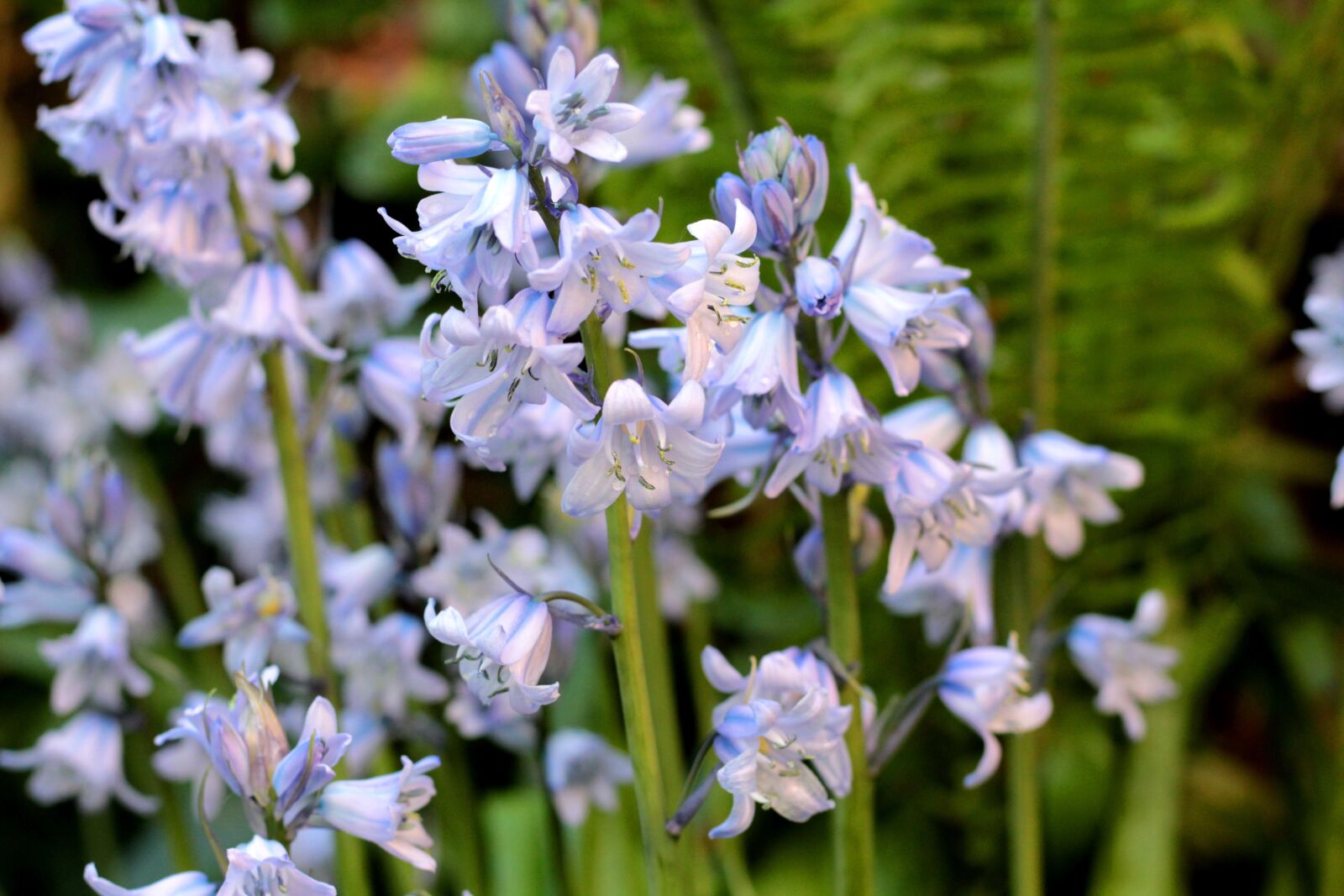 Canon EOS 600D (Rebel EOS T3i / EOS Kiss X5) + Canon EF 50mm F1.8 STM sample photo. Bluebell, blue, drops photography