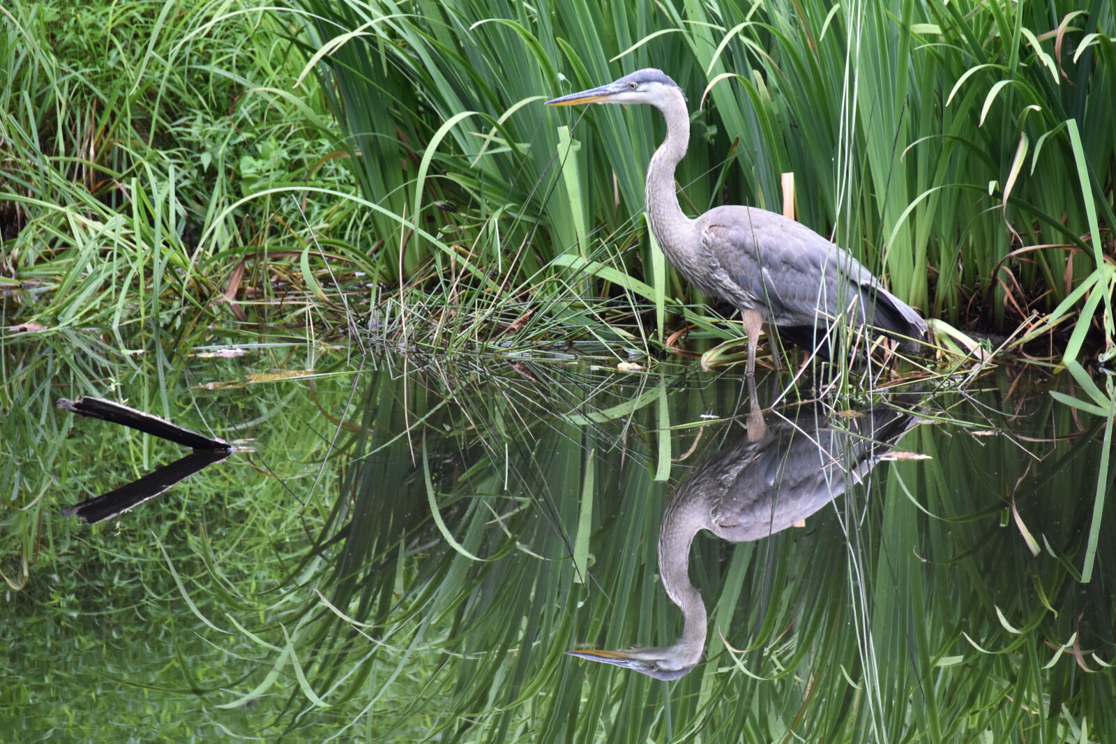 Nikon D5500 sample photo. White, crane, bird photography