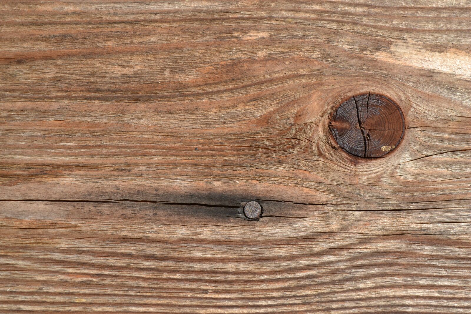 Nikon D3100 sample photo. Node, whom, cracks photography