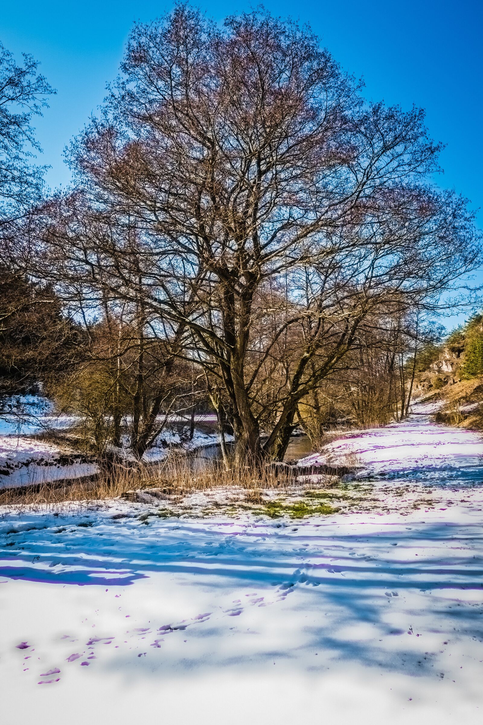 Fujifilm X-T2 sample photo. Nature, tree, season photography