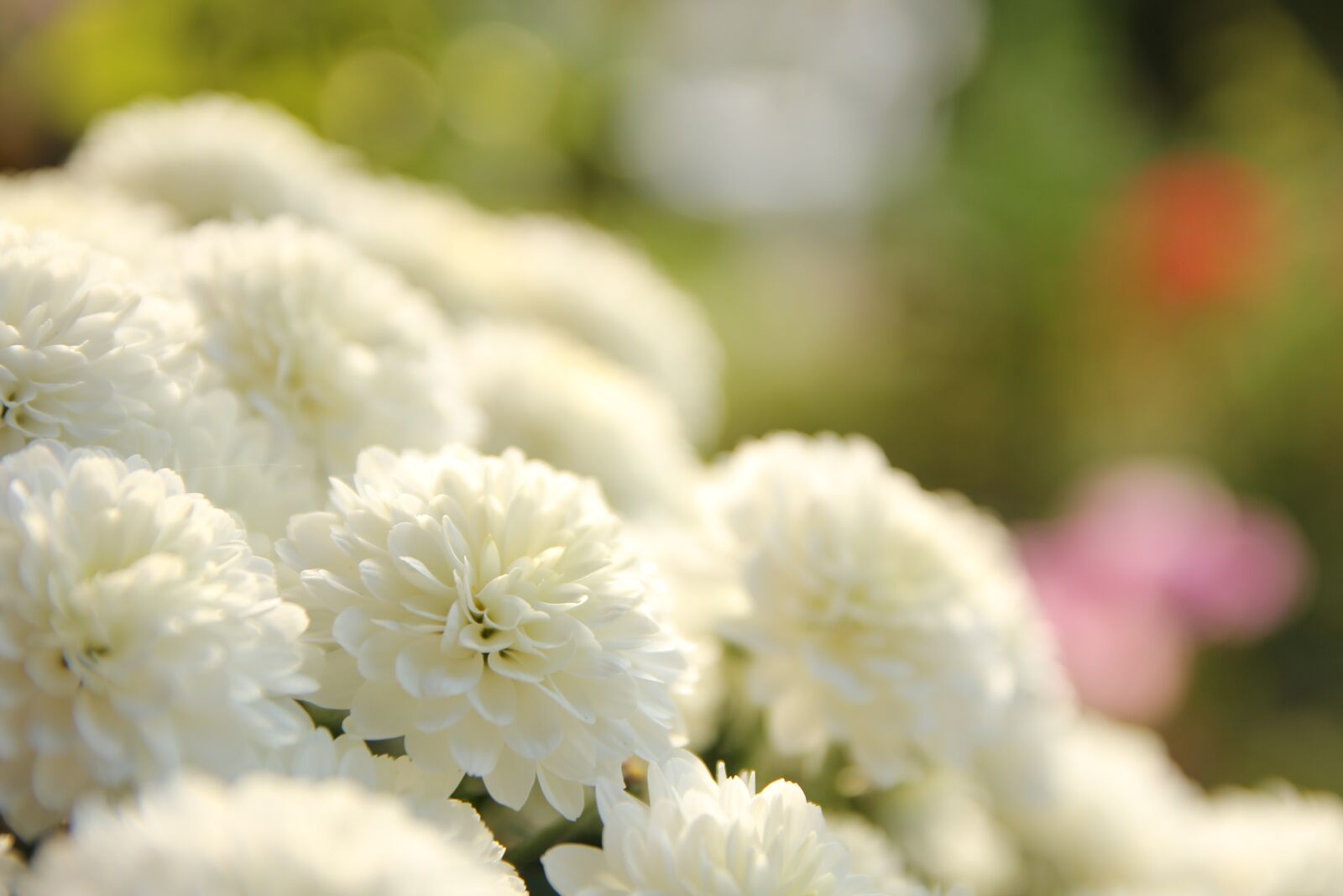 Canon EOS 550D (EOS Rebel T2i / EOS Kiss X4) sample photo. Flower, nature, flora photography