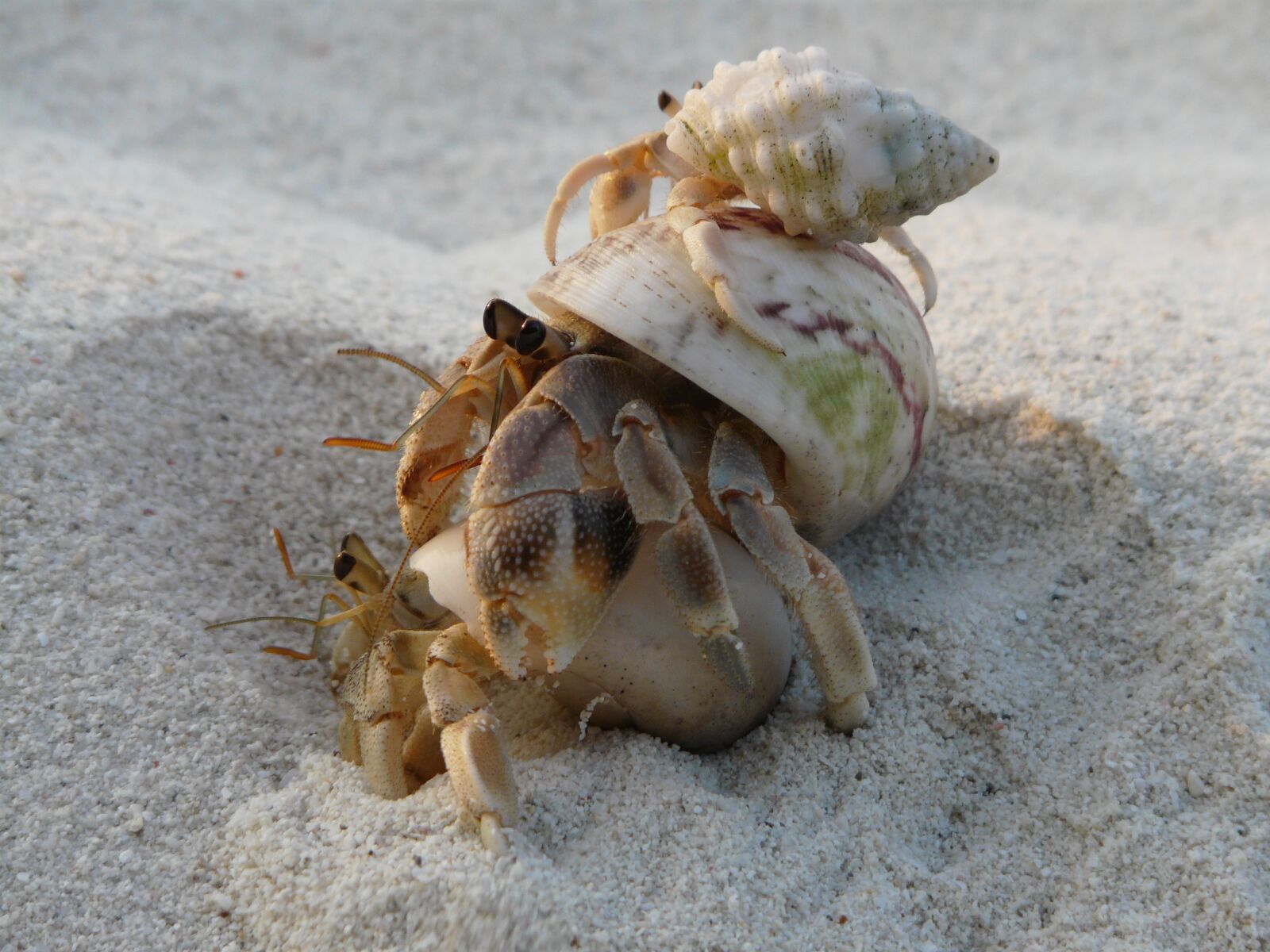 Panasonic DMC-FZ18 sample photo. Cancer, sand, vacations photography