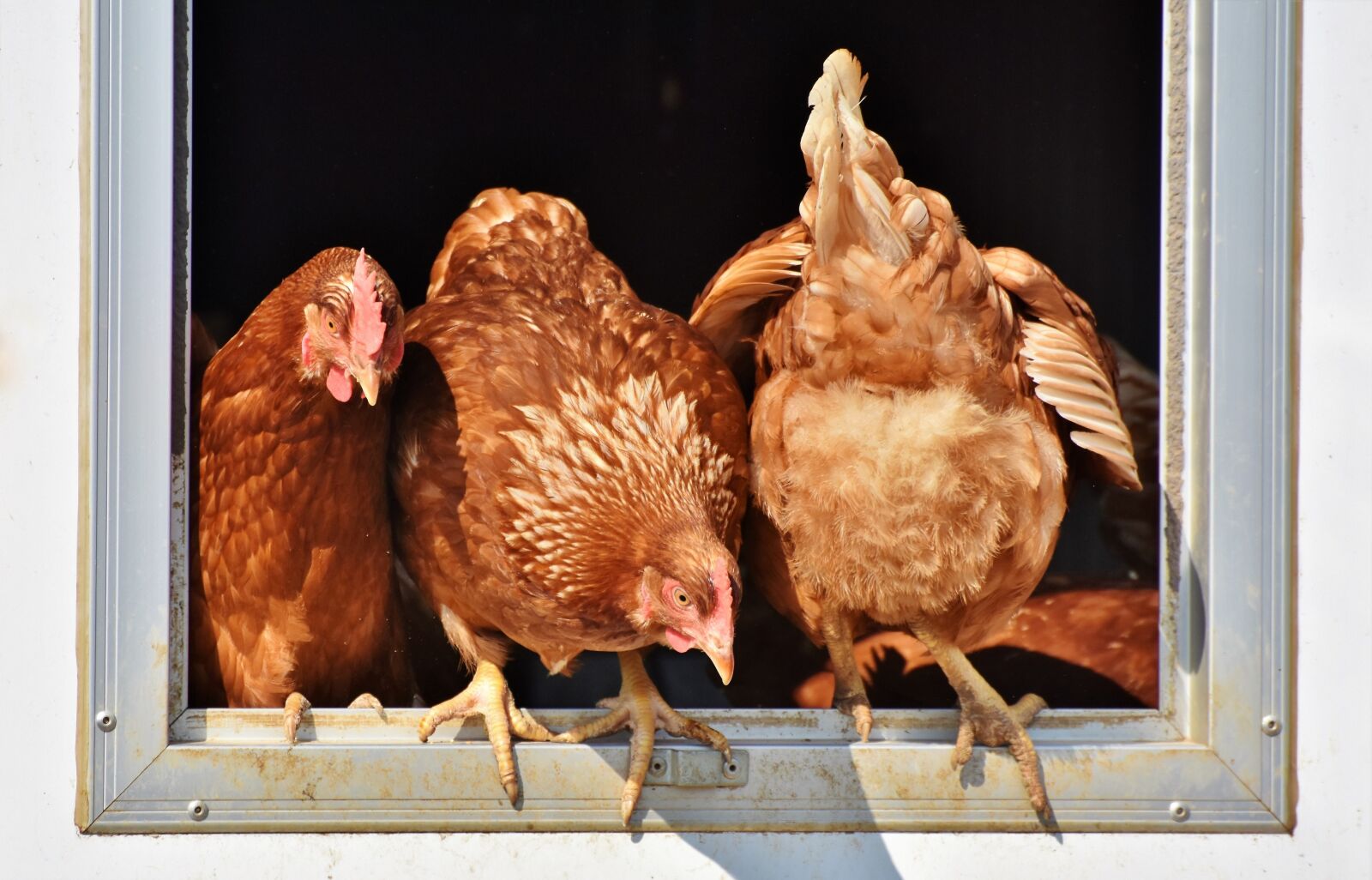 Nikon D7200 sample photo. Chicken, hen, poultry photography