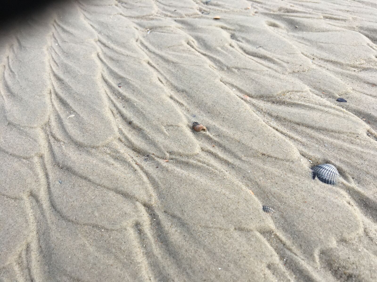 iPhone 6s back camera 4.15mm f/2.2 sample photo. Meer, muschel, sand photography
