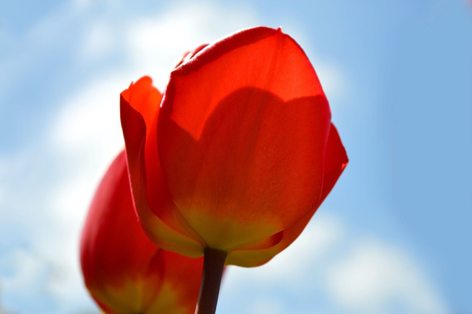 Nikon D3200 sample photo. Tulips, red, flowers photography