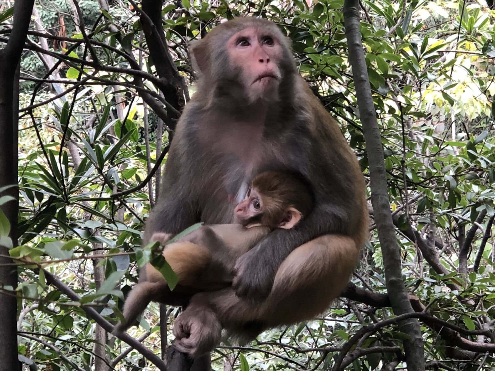 iPhone X back dual camera 6mm f/2.4 sample photo. Baby, macaque, primate, wild photography