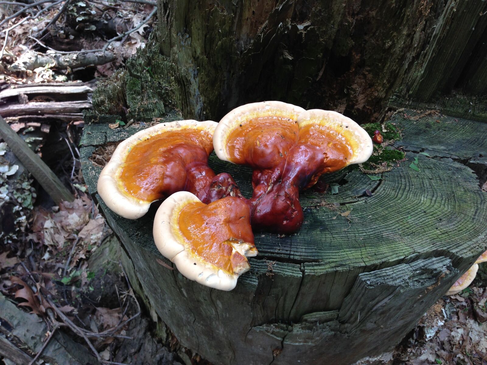 Apple iPhone 5 sample photo. Fungus, mushroom, fungi photography