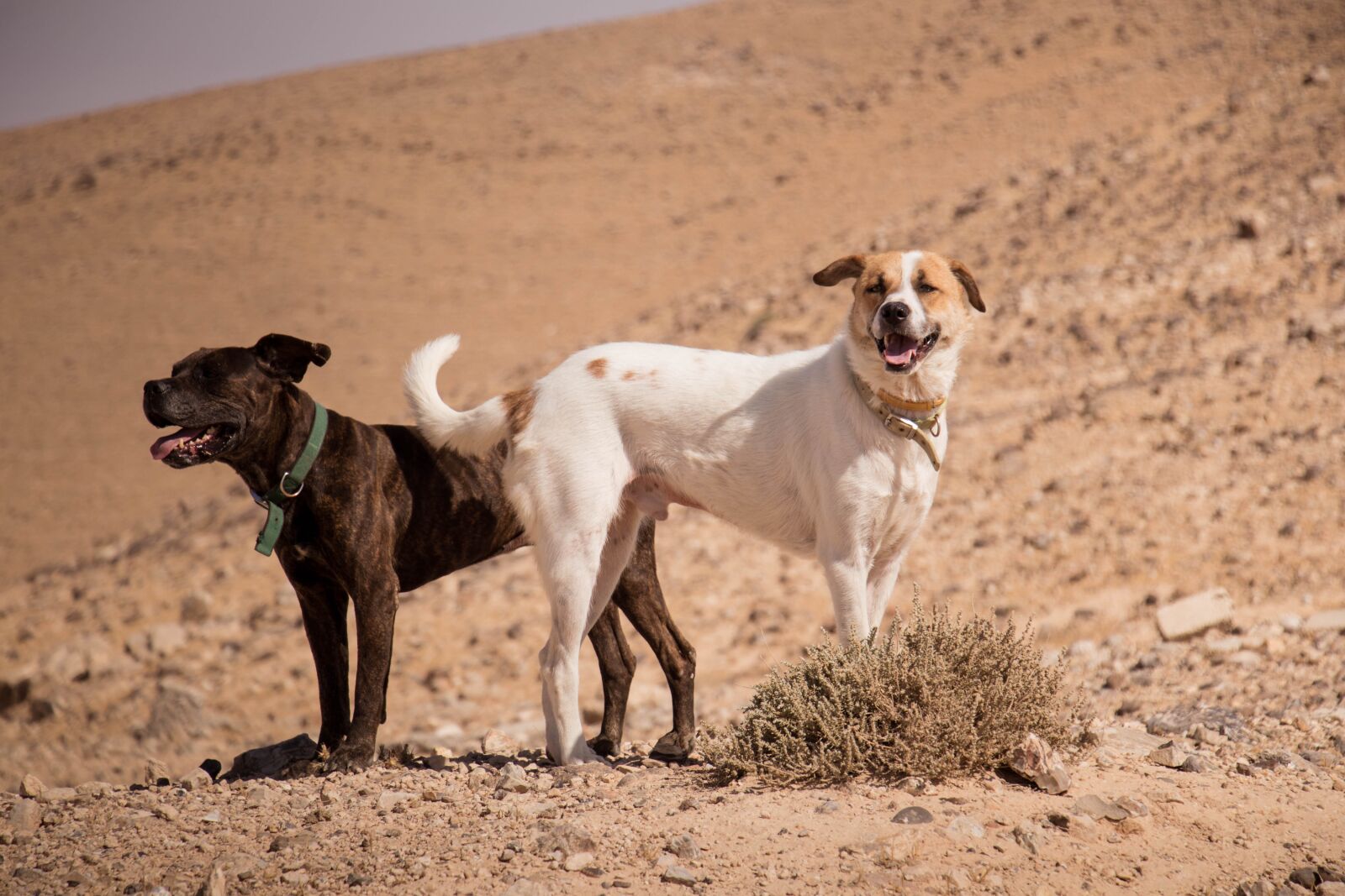 Canon EOS 80D sample photo. Dogs, desert, sun photography