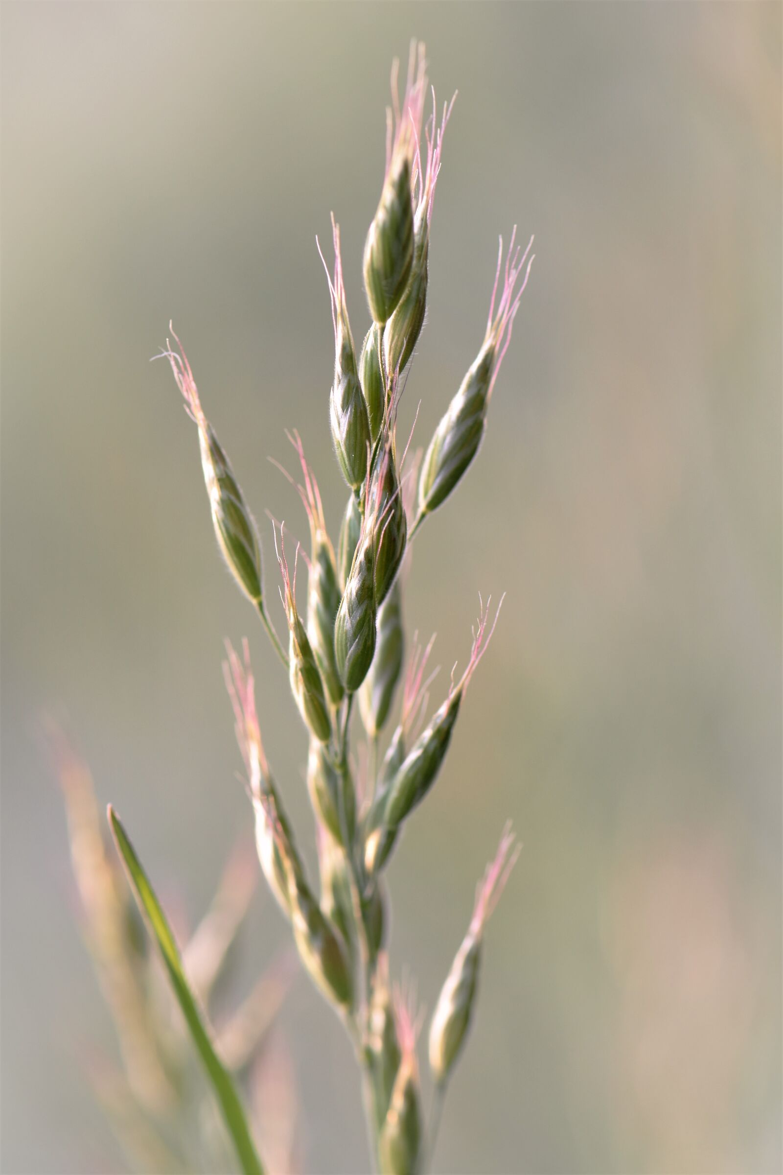 Nikon D5500 sample photo. Plant, nature, meadow photography