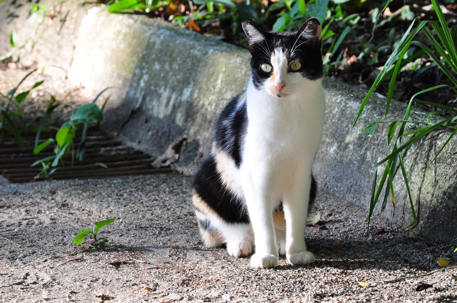 Nikon D90 sample photo. Cat, nature, animal photography