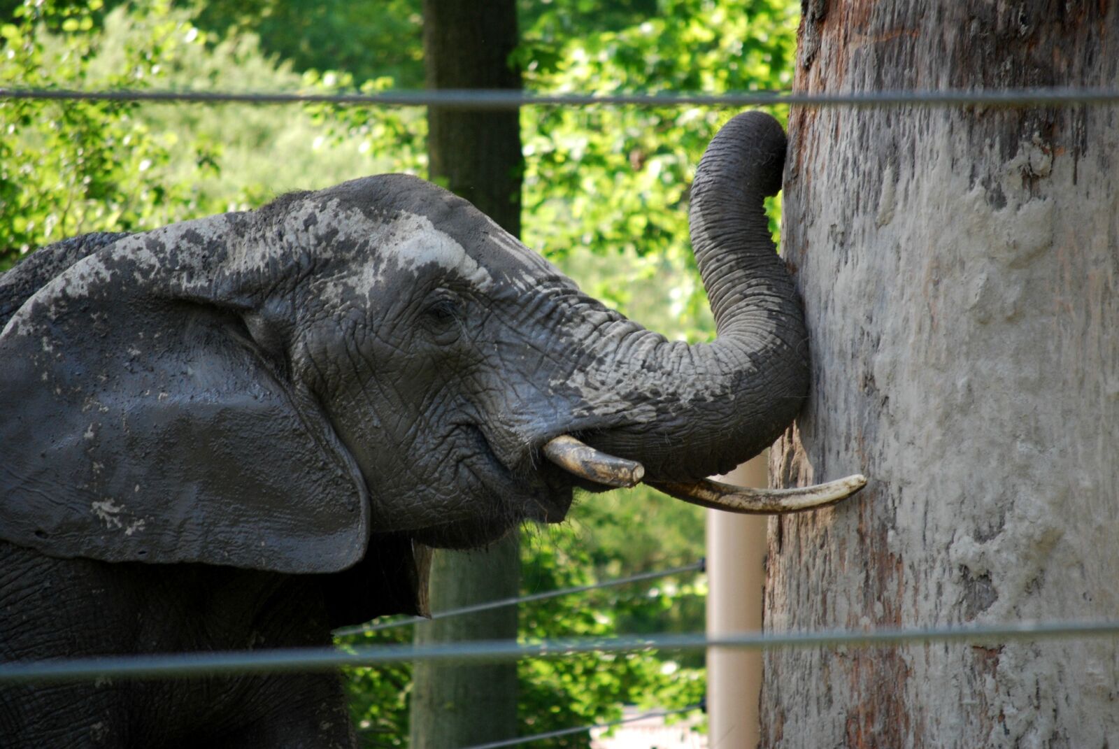 Nikon D40X sample photo. Elephant, determination, obstacle photography
