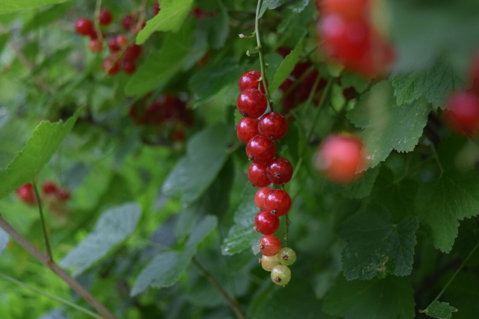 Nikon D3300 sample photo. Berry, currant, red currant photography