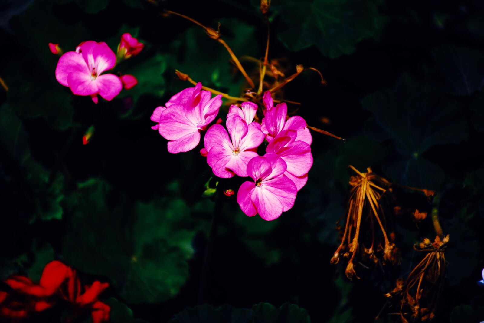 Nikon D5200 sample photo. Rosa glauca, bulgaria, flower photography