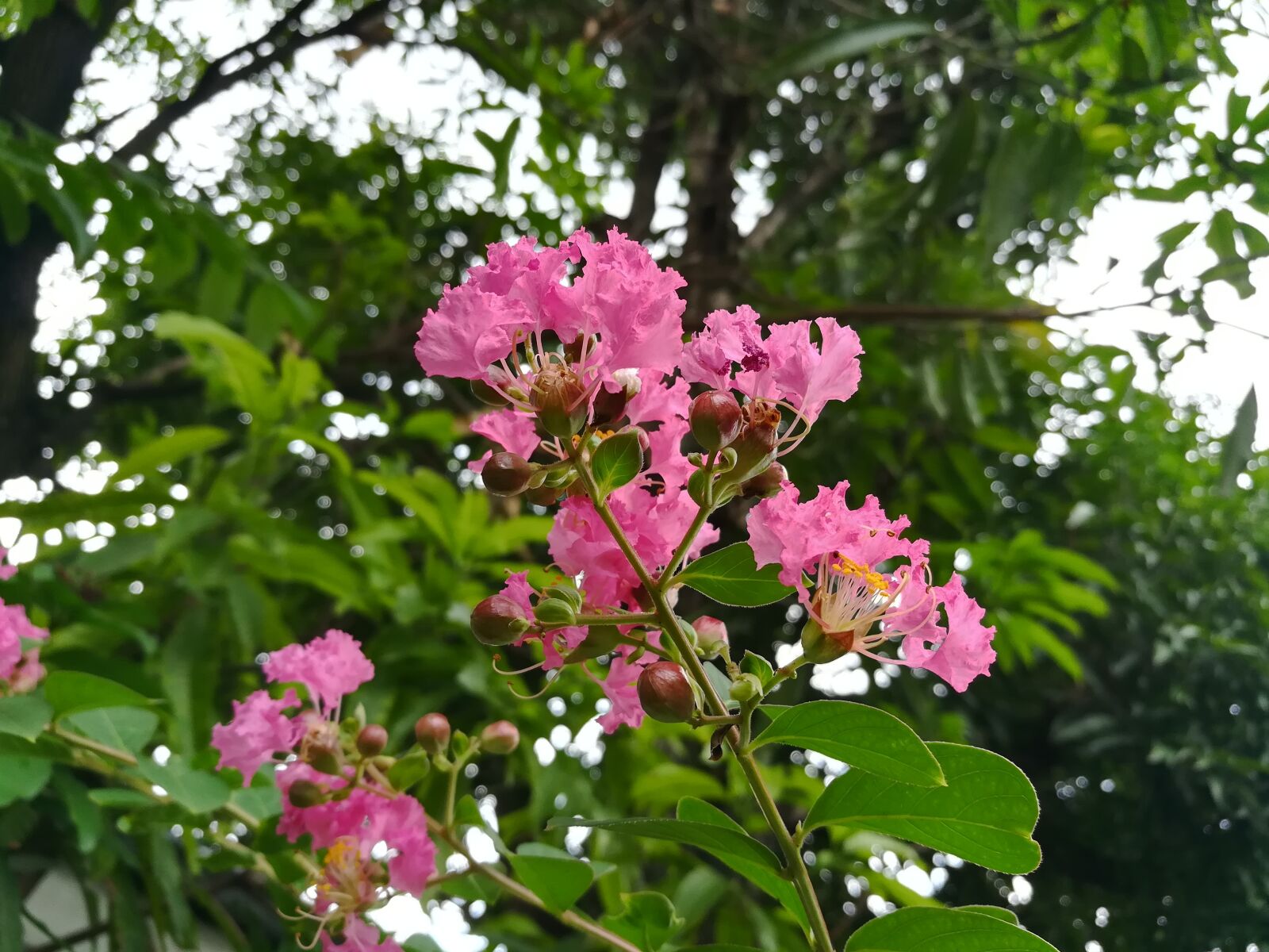 HUAWEI GR5 2017 sample photo. Flowers, pink photography