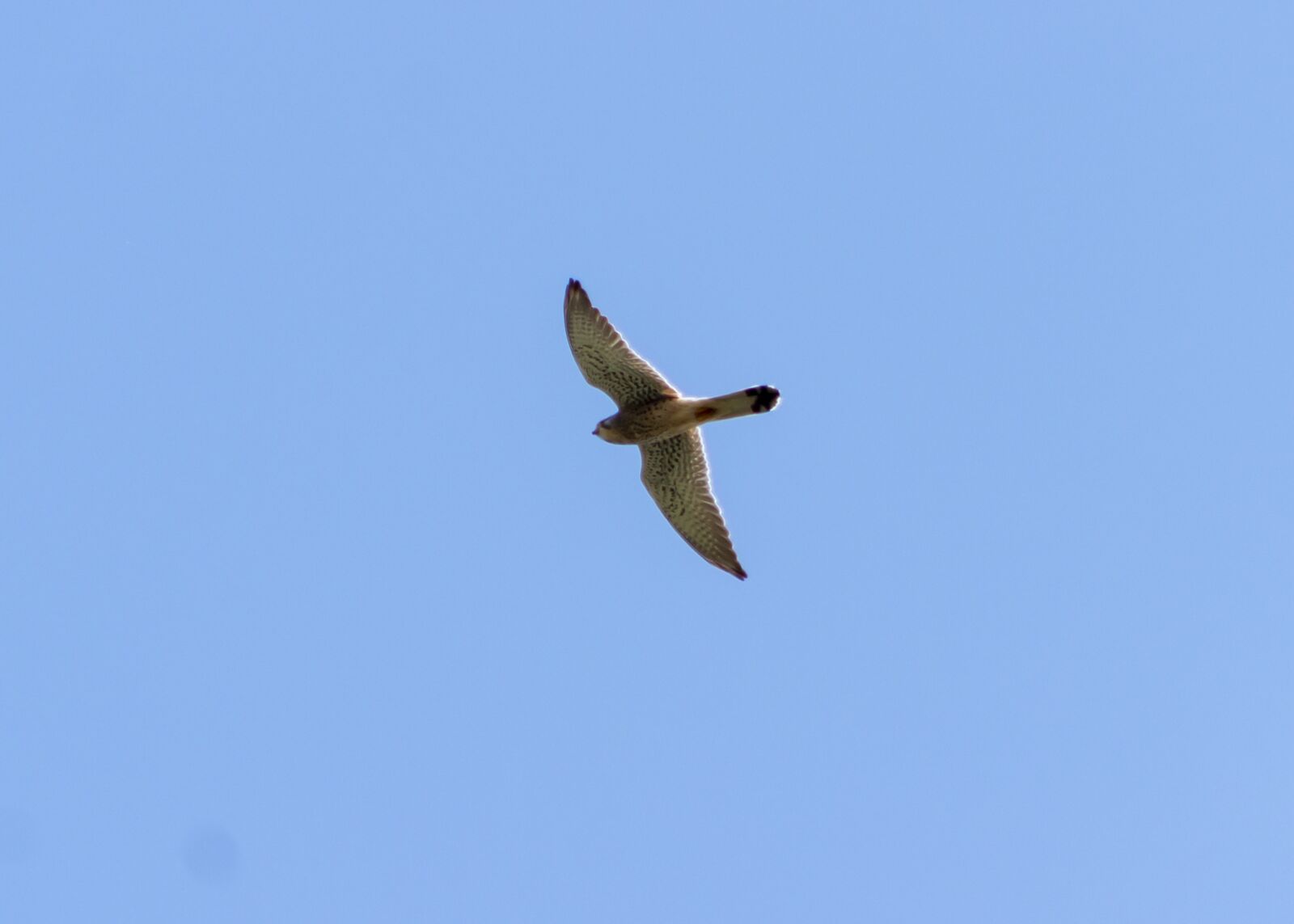 Canon EF75-300mm f/4-5.6 sample photo. Red-footed falcon, bird of photography