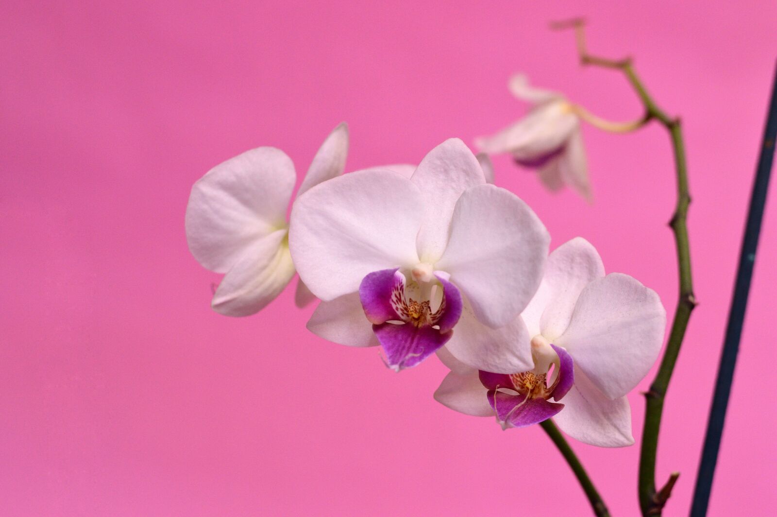 Nikon D3200 sample photo. Orchid, tropical, flower photography