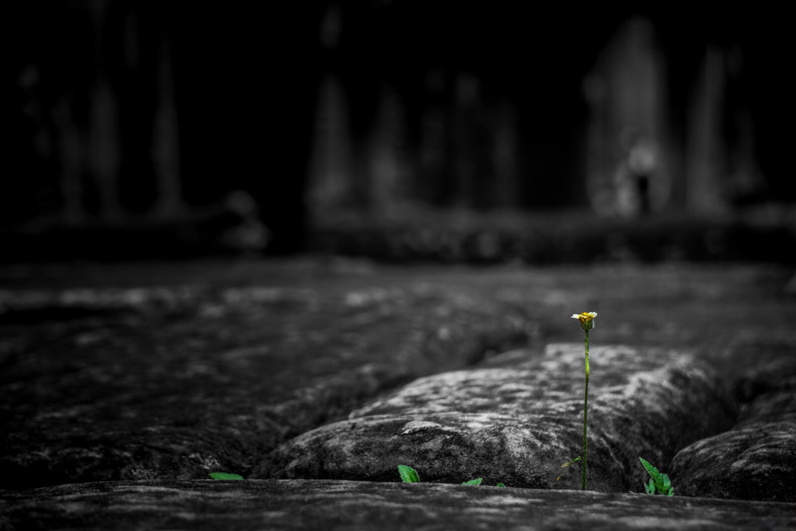 Sony a6000 sample photo. Strong, solitude, green photography