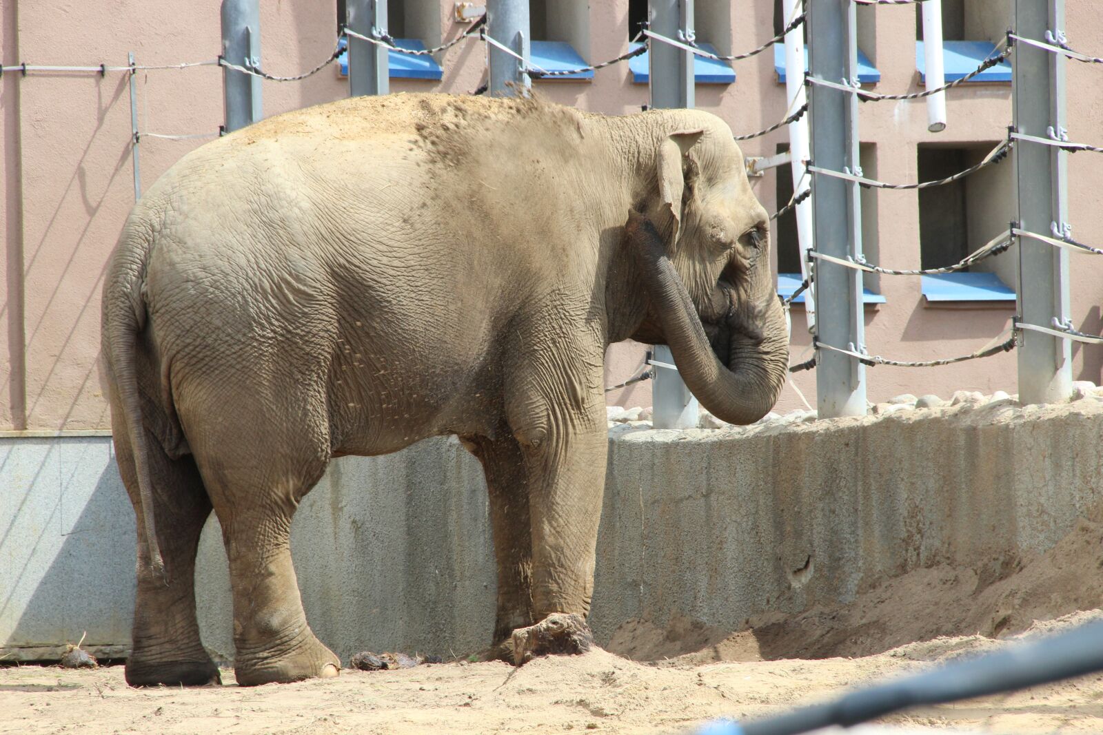 Canon EF-S 18-135mm F3.5-5.6 IS sample photo. Moscow zoo, zoo, elephant photography