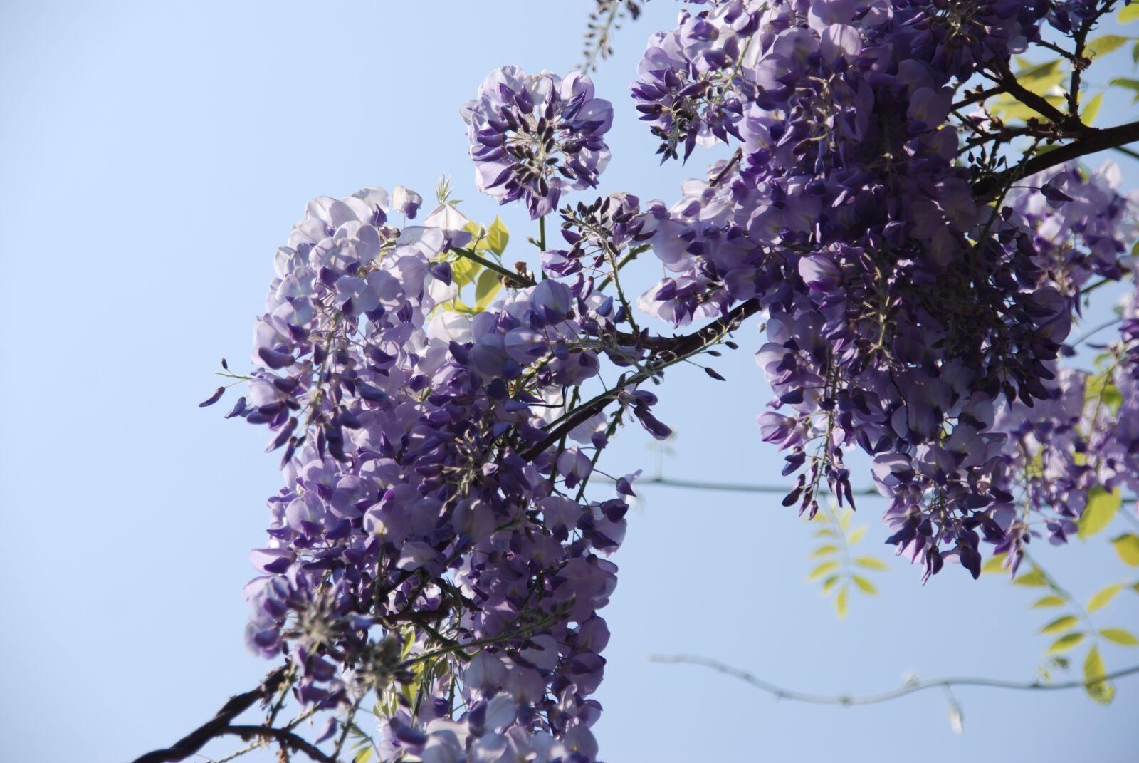 Nikon D80 sample photo. Nature, plant, blue photography