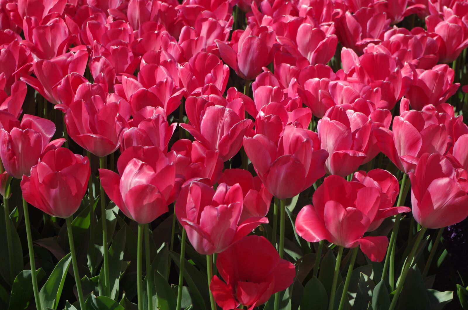 Pentax K-50 sample photo. Tulip, pink flower, flowers photography