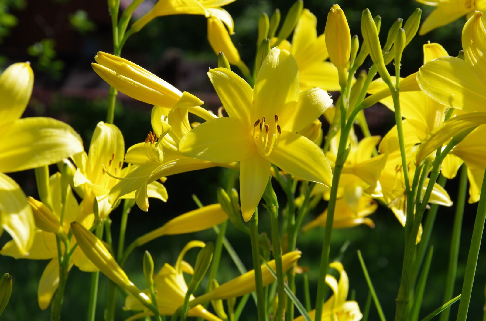 Pentax K-50 sample photo. Flower, a garden plant photography