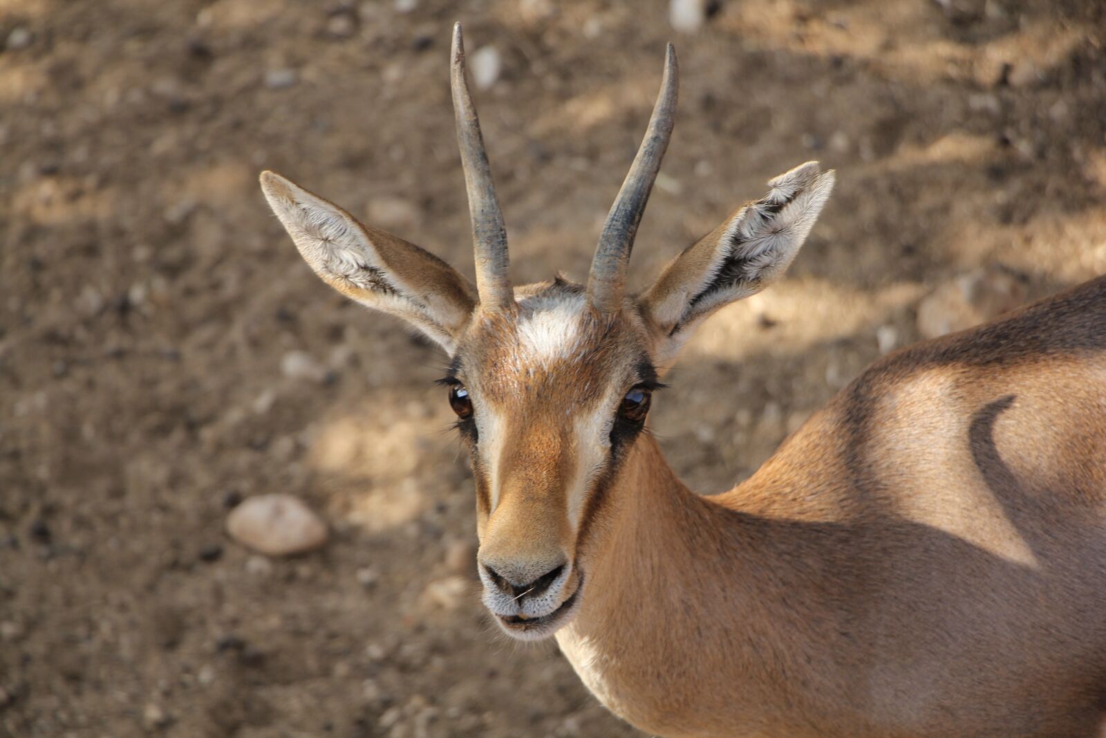Canon EOS 60D + Canon EF-S 18-135mm F3.5-5.6 IS STM sample photo. Gazelle, sauvage, motion photography