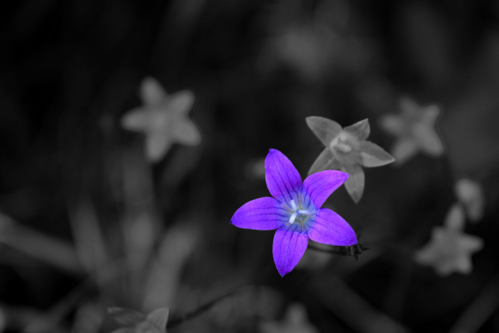 Nikon D3300 sample photo. Flower, nature, macro photography