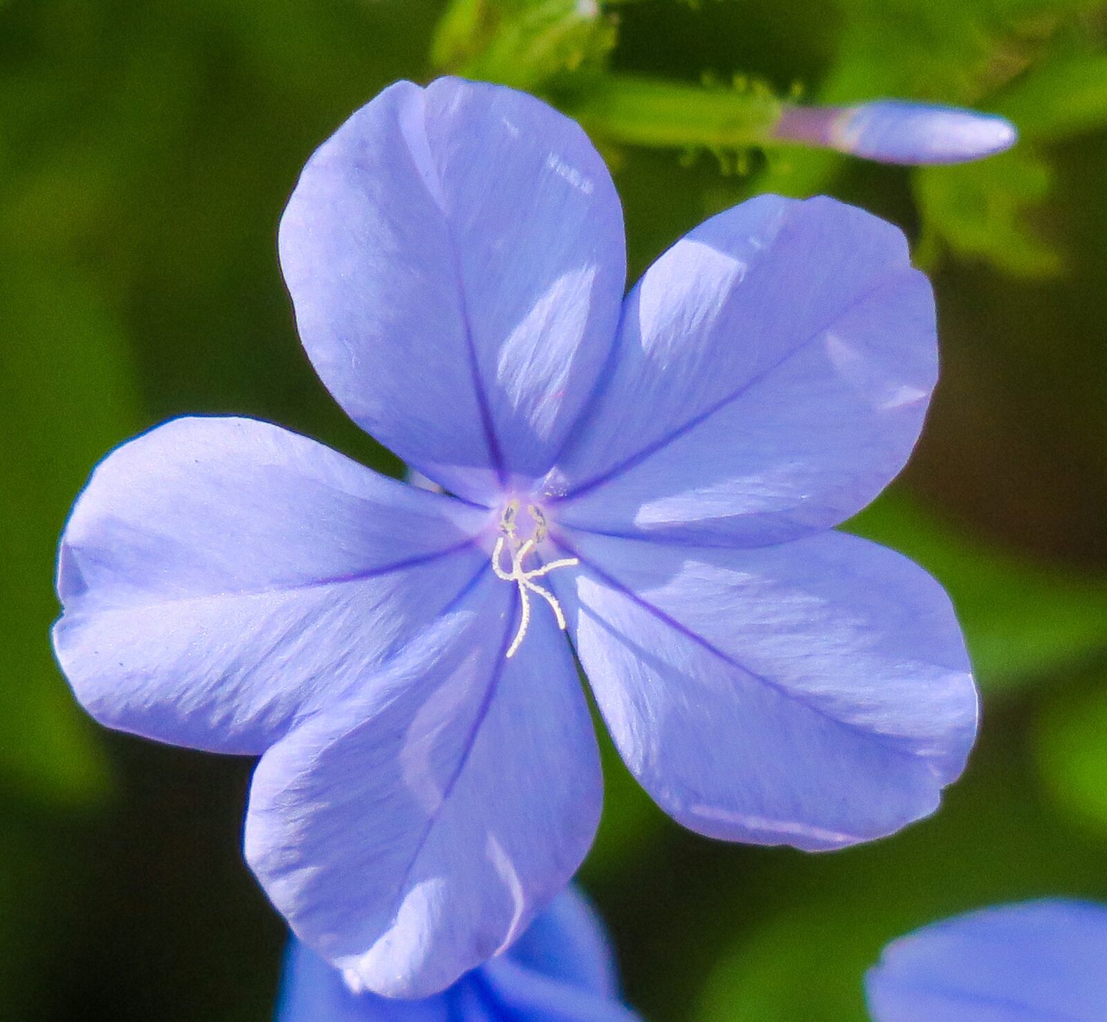 Canon PowerShot G3 X sample photo. Blue flower dan, flower photography