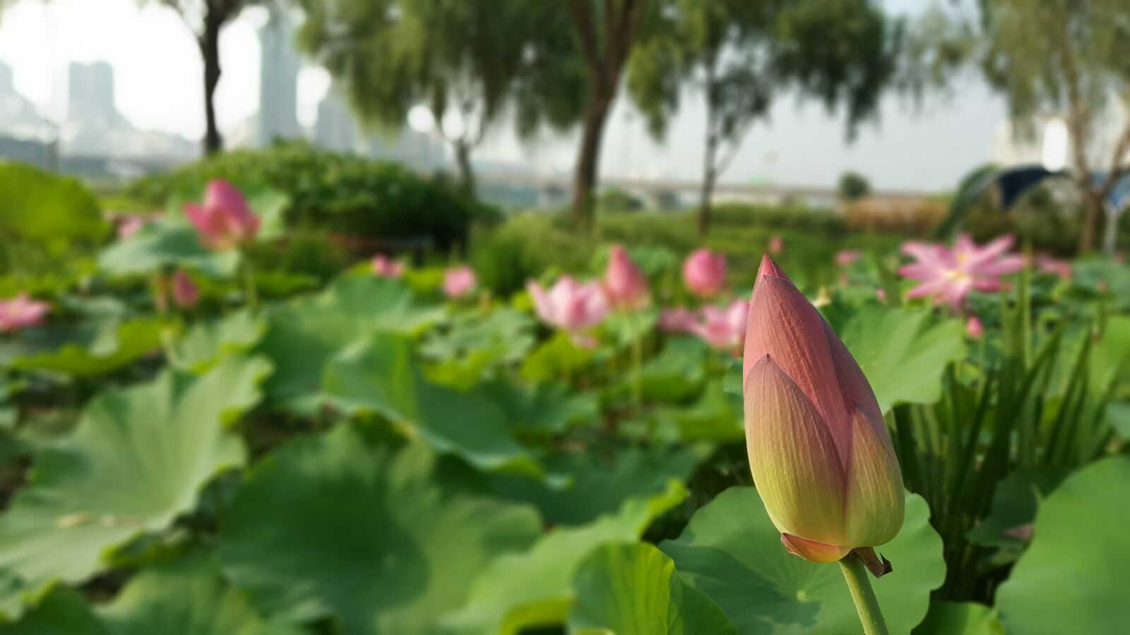 Samsung Galaxy Note5 sample photo. Flowers, flower, lotus photography