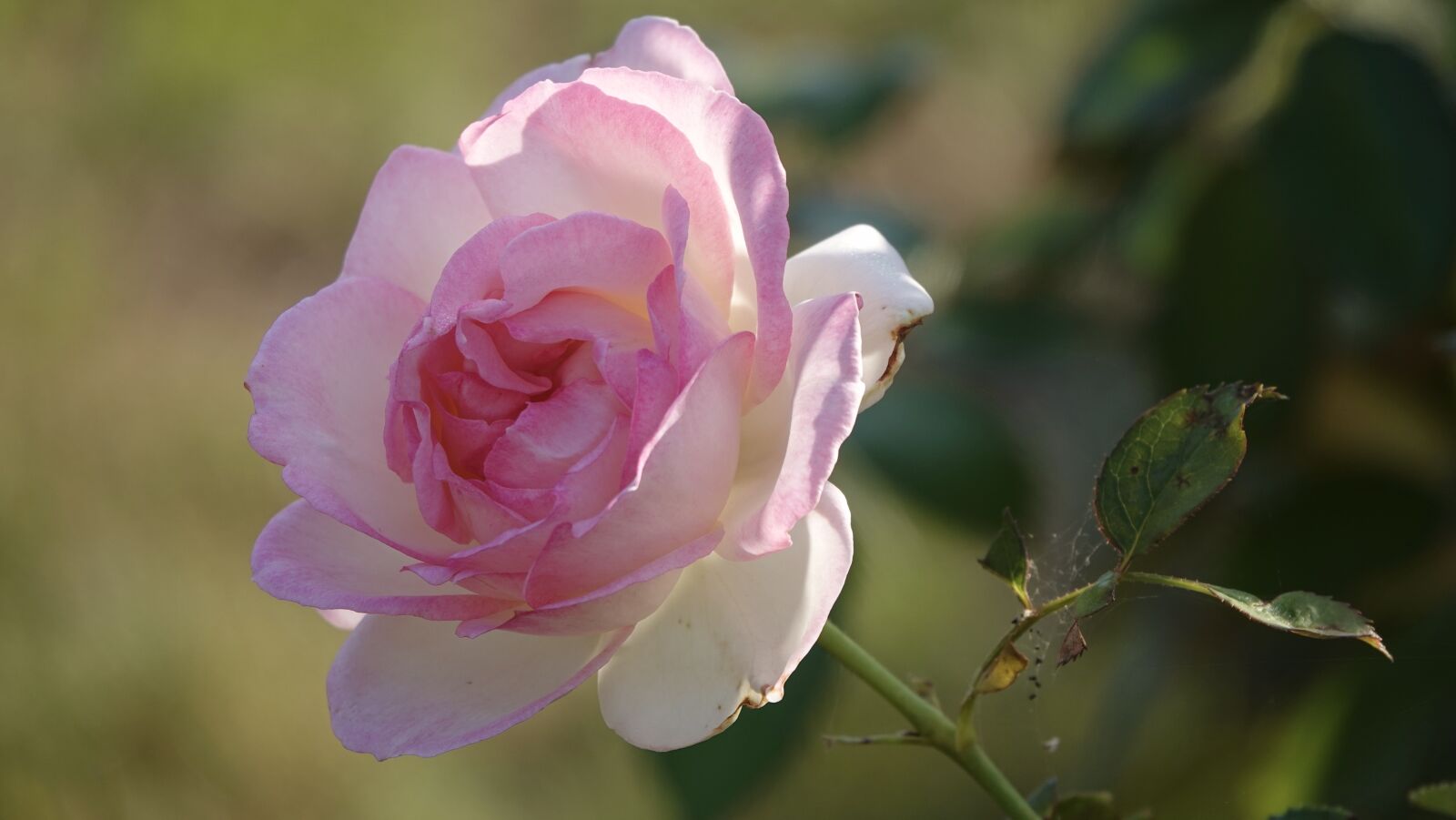 Sony Cyber-shot DSC-RX10 IV sample photo. Rose, flower, petals photography