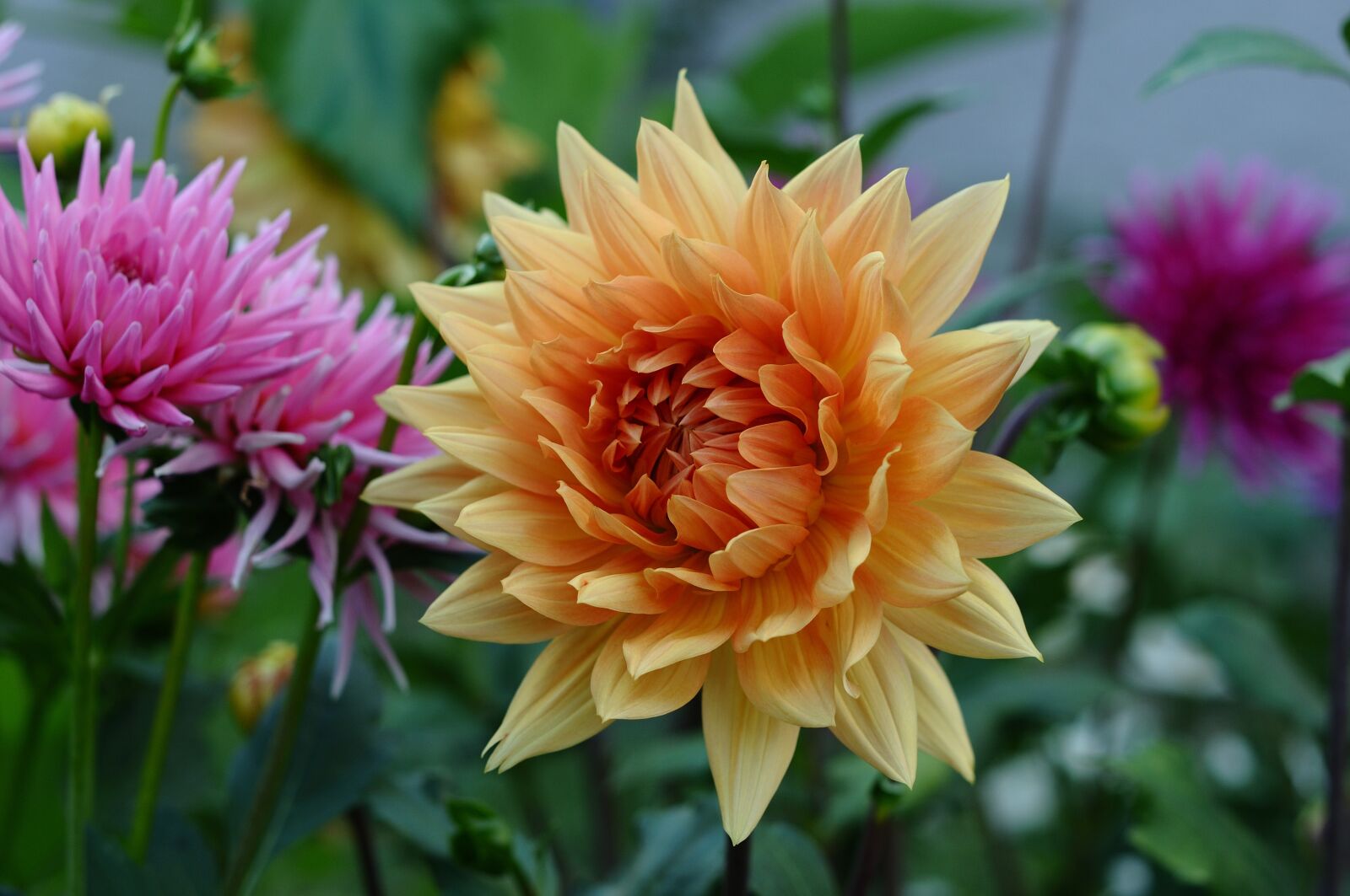 Nikon D90 sample photo. Dahlia, flowers, plants photography