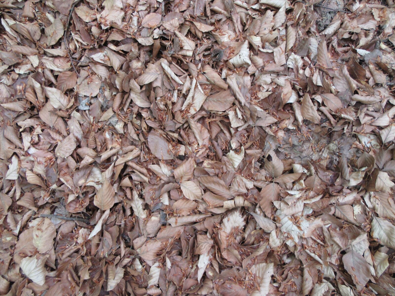 Canon PowerShot SX610 HS sample photo. Leaves, brown, nature photography
