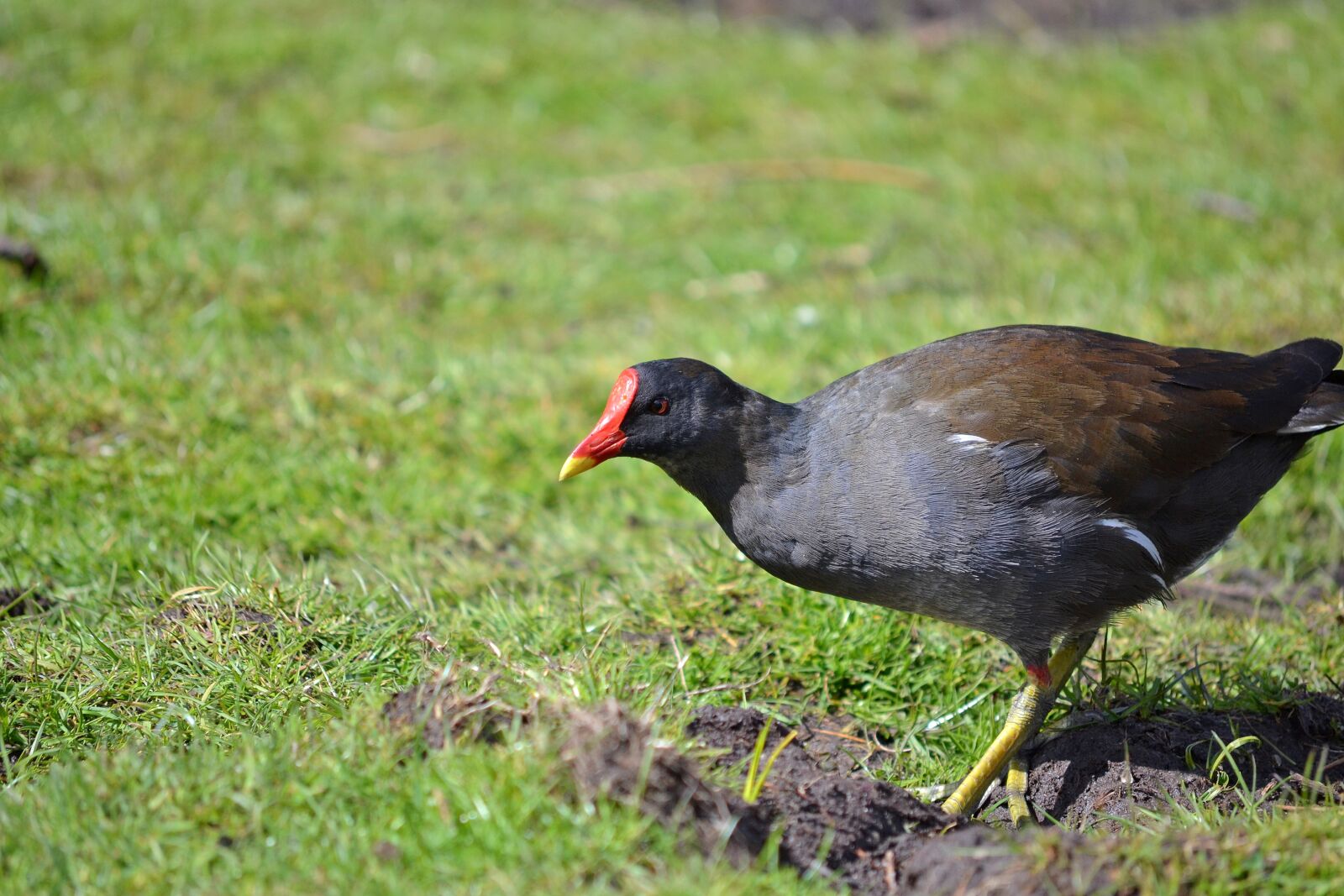 Nikon D3100 sample photo. Bird, animal, moorhen photography