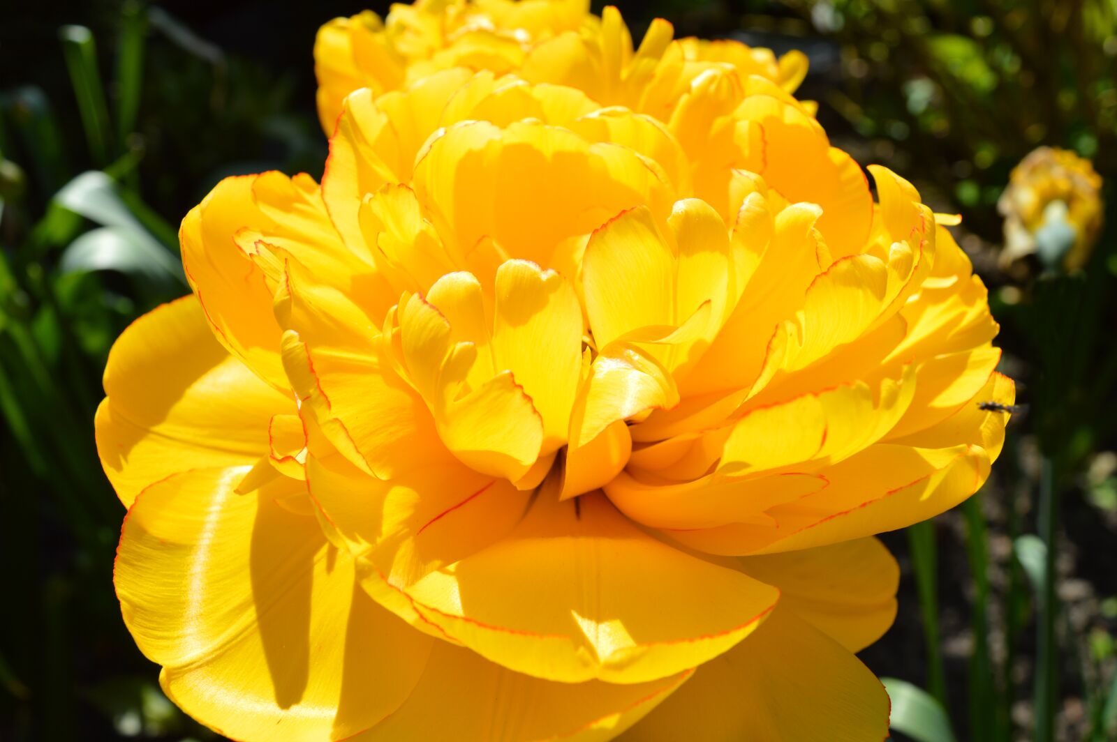 Nikon D3200 sample photo. Stuffed tulip, spring, nature photography