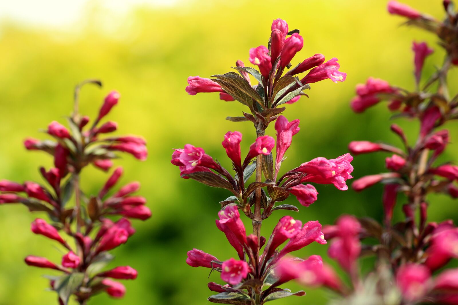 Canon EOS 1200D (EOS Rebel T5 / EOS Kiss X70 / EOS Hi) sample photo. Krzewuszka, ornamental shrub, spring photography