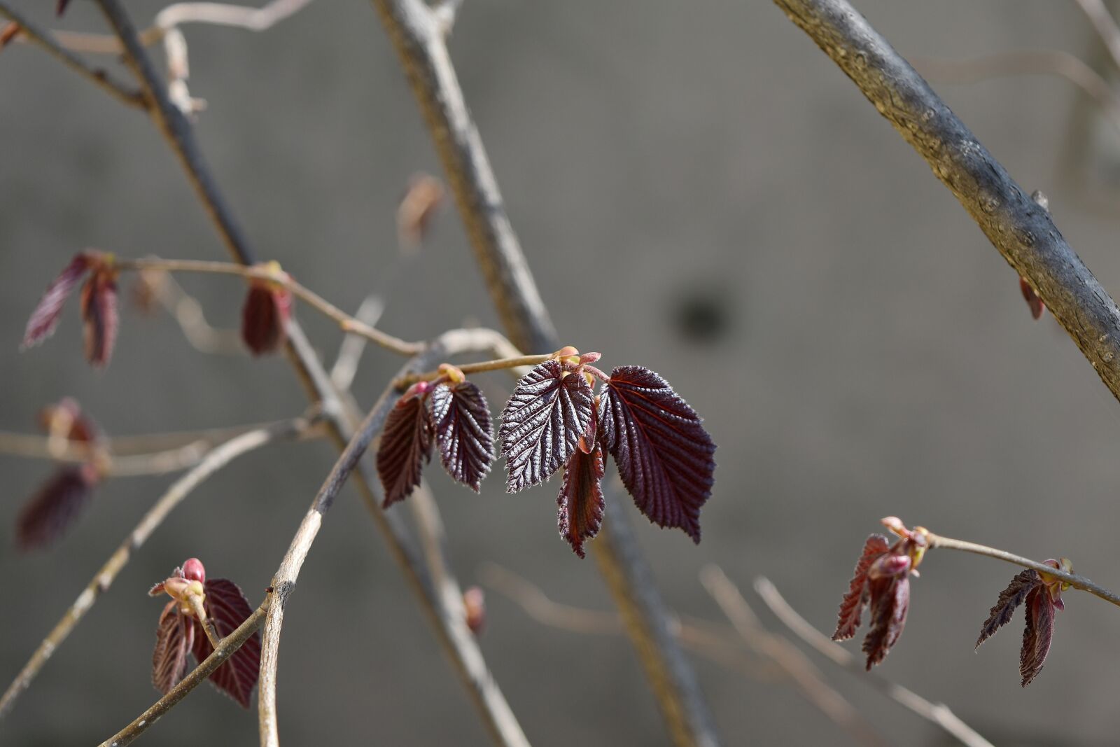 Nikon D5500 sample photo. Branches, spring time, branch photography