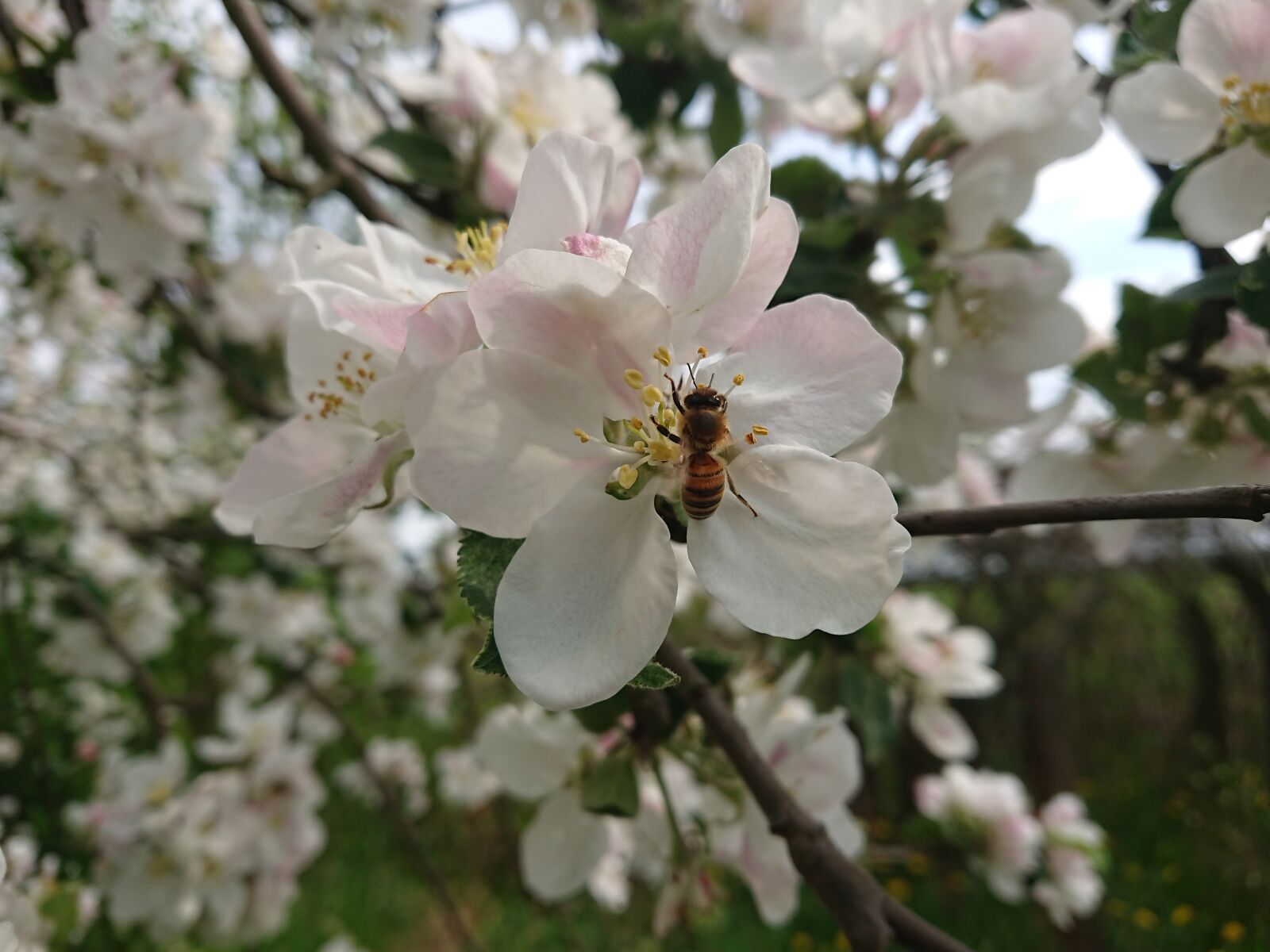 Sony Xperia XZ1 Compact sample photo. Bee, spring, insect photography