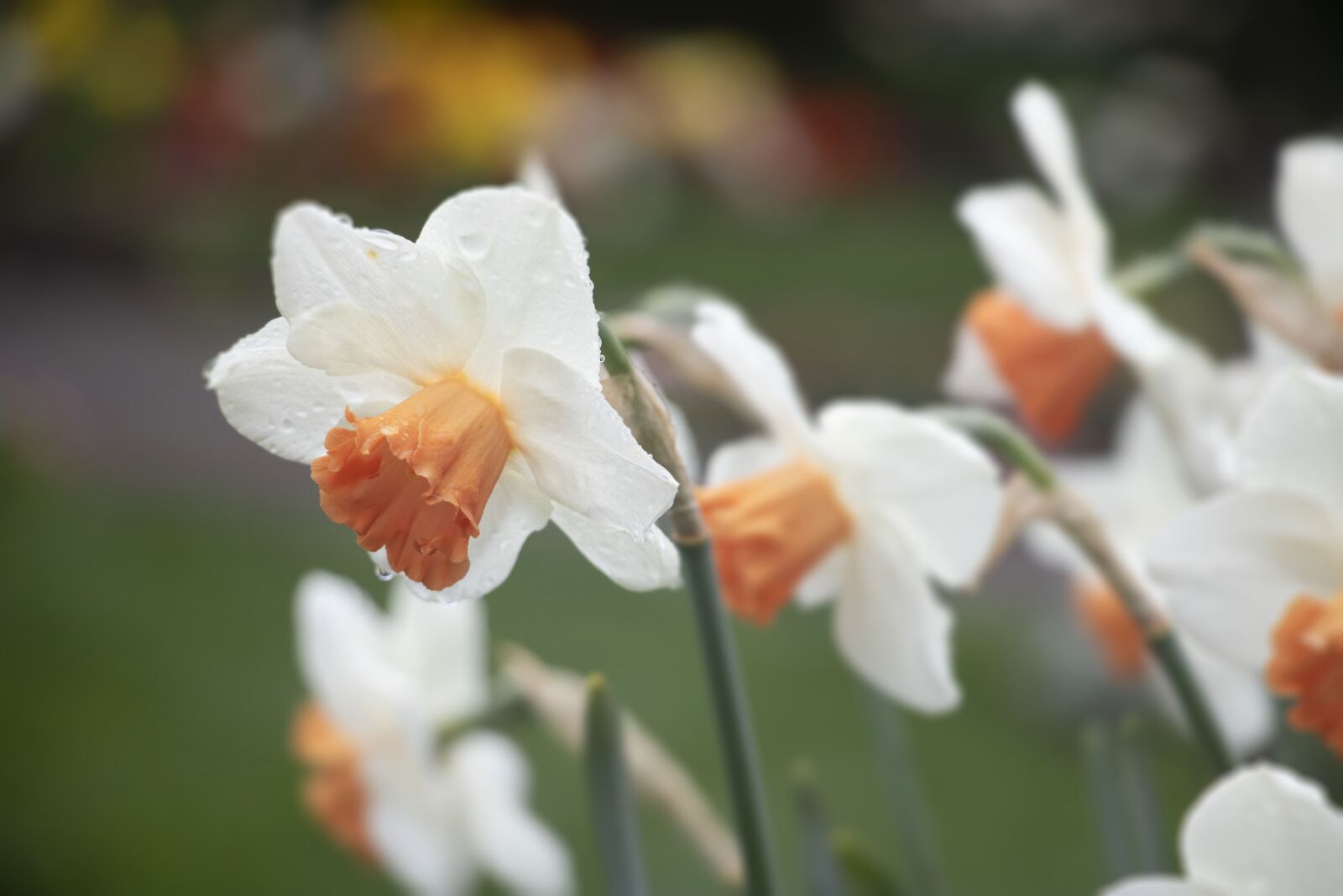 Canon EOS 750D (EOS Rebel T6i / EOS Kiss X8i) sample photo. Daffodils, white, orange photography