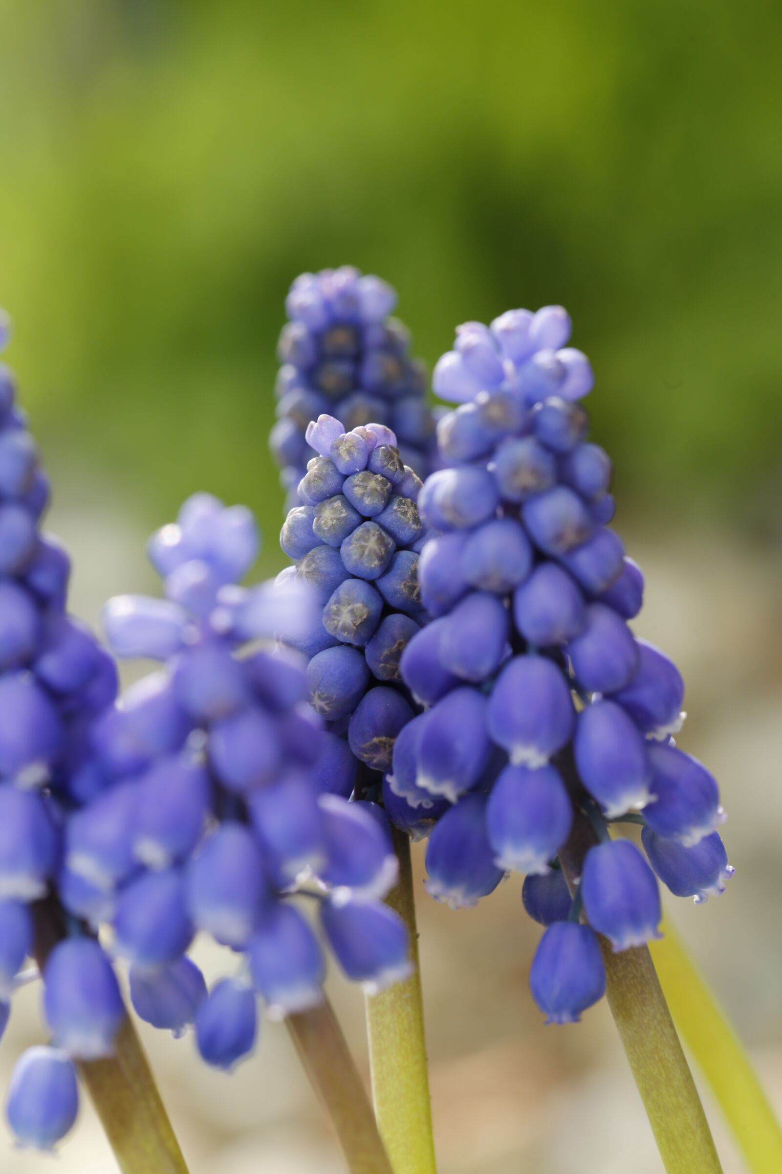 Canon EF 100mm F2.8L Macro IS USM sample photo. Spring, bud, sprout photography