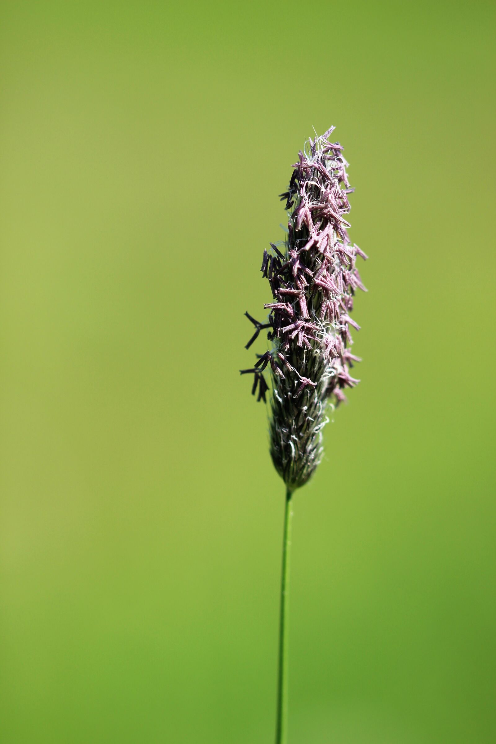 Canon EOS 600D (Rebel EOS T3i / EOS Kiss X5) sample photo. Nature, plant, leaf photography