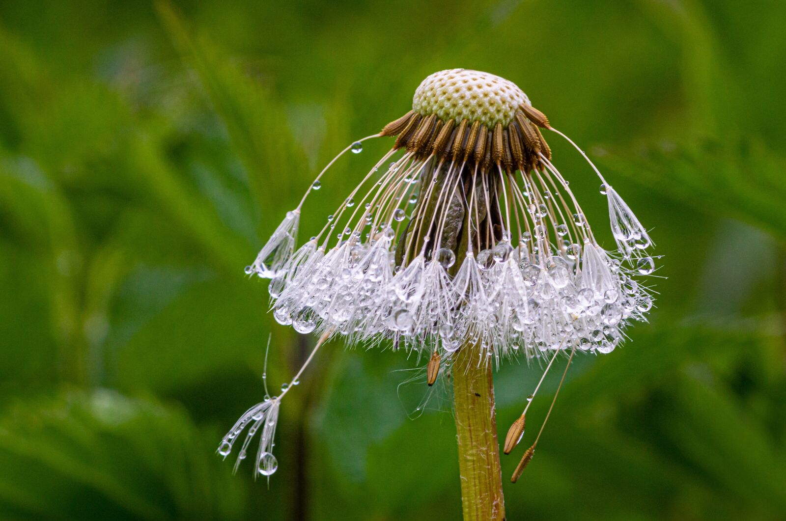 Canon EOS 750D (EOS Rebel T6i / EOS Kiss X8i) sample photo. Drip, dandelion seeds, raindrop photography
