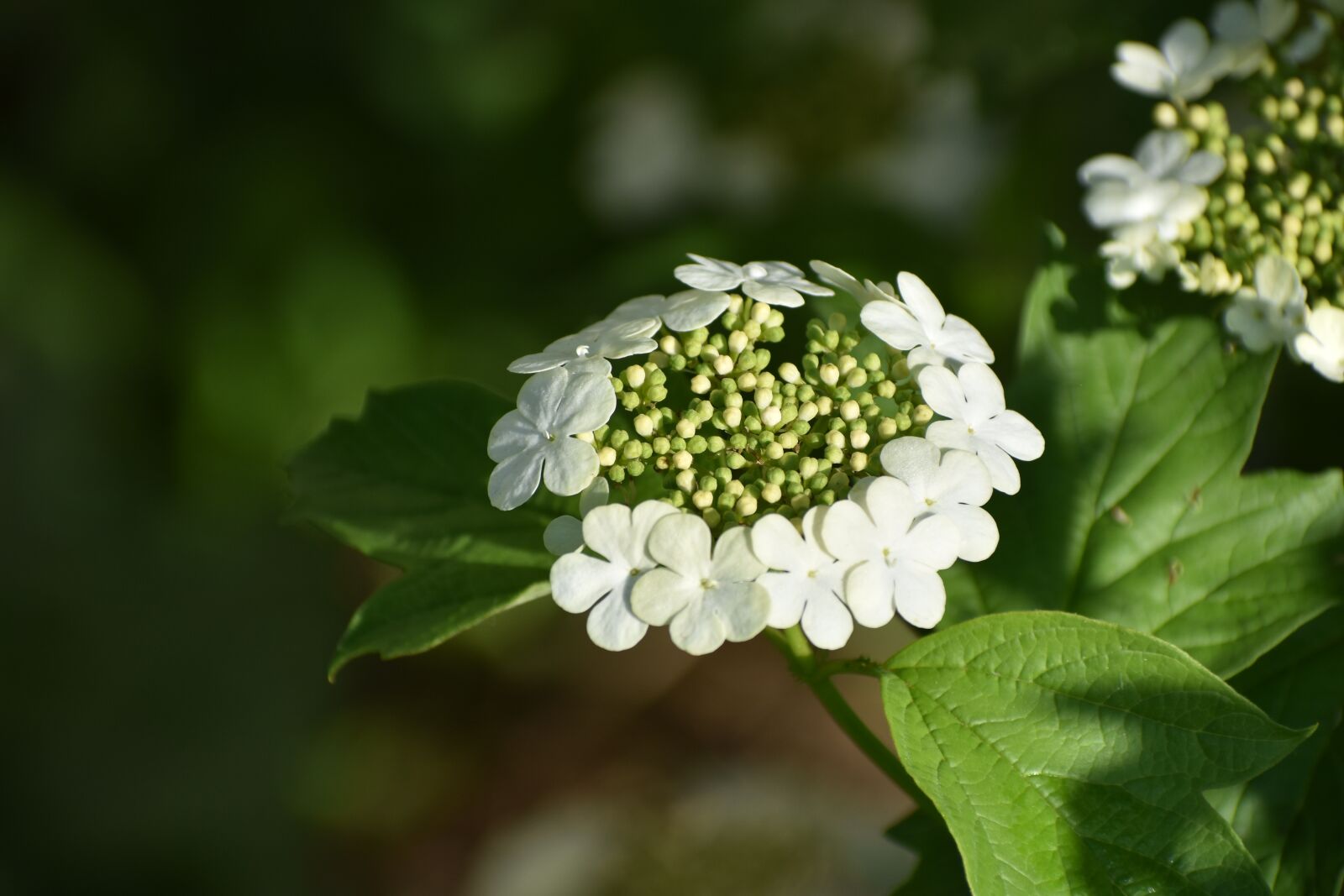 Nikon D3400 sample photo. Viburnum, flowers, bloom photography