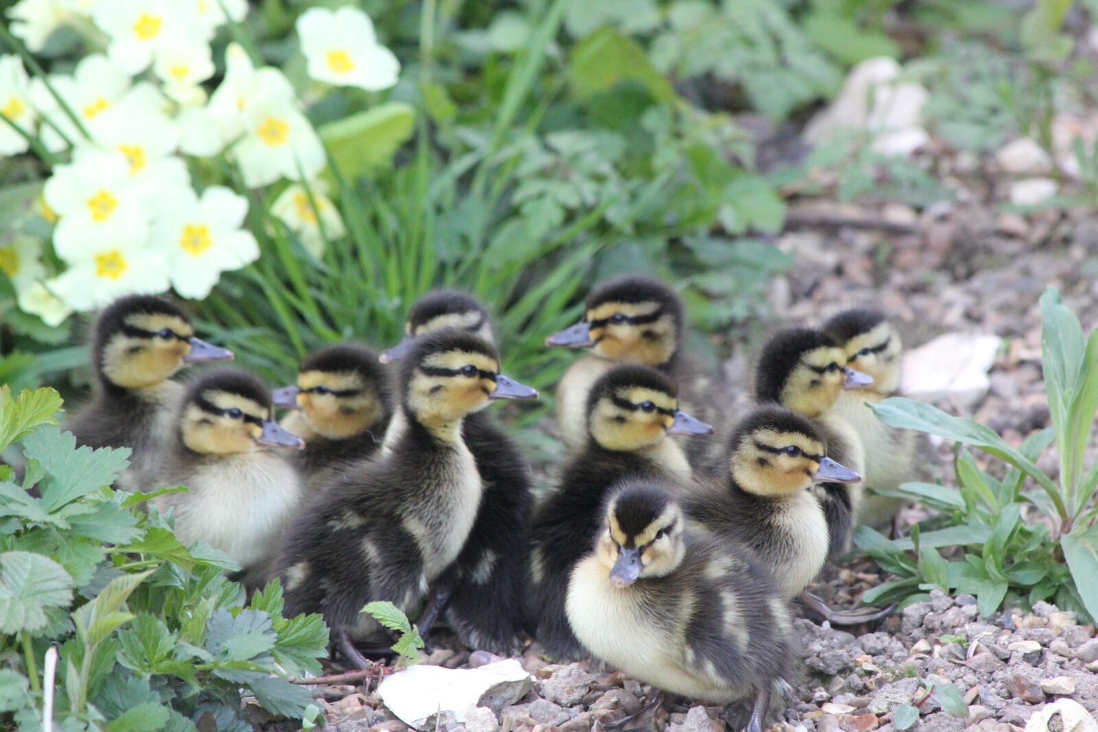 Canon EOS 550D (EOS Rebel T2i / EOS Kiss X4) sample photo. Ducklings, birds, new photography