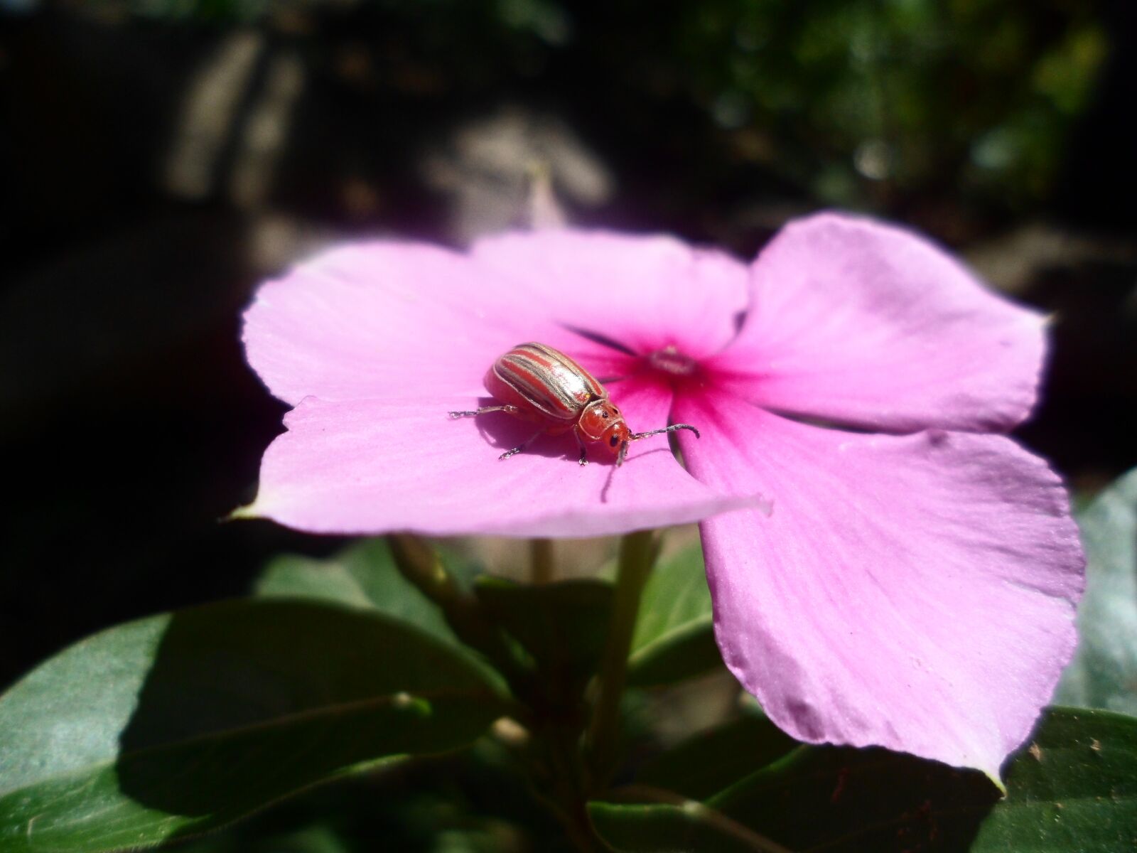 Samsung PL120,PL121 / VLUU PL120,PL121 sample photo. Flower, insect, macro photography