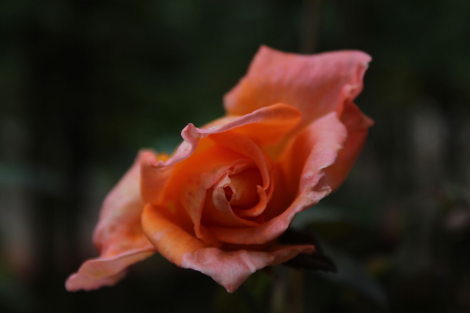 Canon EOS 700D (EOS Rebel T5i / EOS Kiss X7i) sample photo